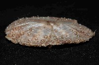 囊袋海膽藏品圖，第3張