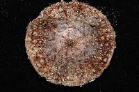 囊袋海膽藏品圖，第4張