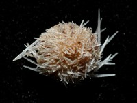 福氏鋸海膽藏品圖，第2張