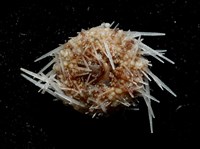 福氏鋸海膽藏品圖，第3張