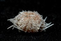 福氏鋸海膽藏品圖，第4張