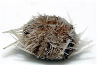 福氏鋸海膽藏品圖，第5張