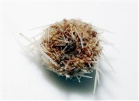 福氏鋸海膽藏品圖，第7張
