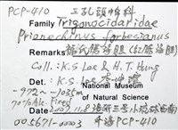 福氏鋸海膽藏品圖，第8張