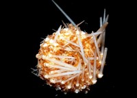 福氏鋸海膽藏品圖，第5張