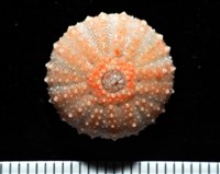 福氏鋸海膽藏品圖，第6張
