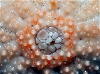 福氏鋸海膽藏品圖，第8張