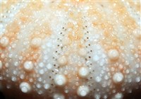 福氏鋸海膽藏品圖，第10張