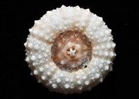 福氏鋸海膽藏品圖，第12張