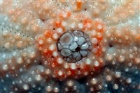 福氏鋸海膽藏品圖，第14張