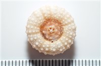 福氏鋸海膽藏品圖，第15張