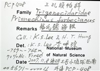 福氏鋸海膽藏品圖，第16張