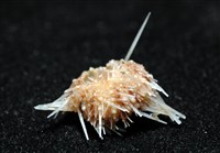 福氏鋸海膽藏品圖，第5張