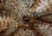 囊袋海膽藏品圖，第2張