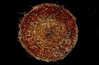 囊袋海膽藏品圖，第3張
