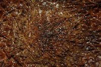 囊袋海膽藏品圖，第4張