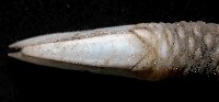 小甲小鎧茗荷藏品圖，第3張