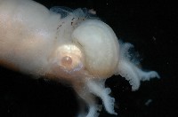 未知種船蛸藏品圖，第8張