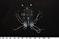 未知種礁岩扇蝦藏品圖，第6張