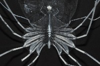 未知種礁岩扇蝦藏品圖，第7張