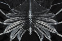 未知種礁岩扇蝦藏品圖，第10張