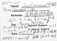 未知種礁岩扇蝦藏品圖，第12張