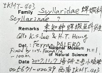 未知種蟬蝦亞科幼生藏品圖，第8張