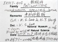未知種蟬蝦亞科幼生藏品圖，第20張