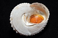 白鐘螺藏品圖，第4張