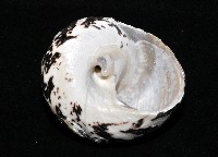 加勒比海鐘螺藏品圖，第4張