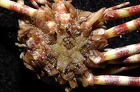 環棘深淵沙棱海膽藏品圖，第2張