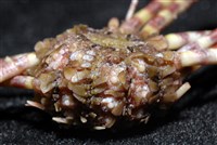 環棘深淵沙棱海膽藏品圖，第3張