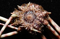 環棘深淵沙棱海膽藏品圖，第4張