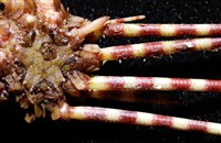 環棘深淵沙棱海膽藏品圖，第5張