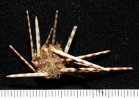環棘深淵沙棱海膽藏品圖，第6張