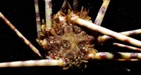 環棘深淵沙棱海膽藏品圖，第7張