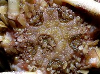 環棘深淵沙棱海膽藏品圖，第8張