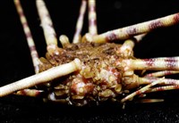 環棘深淵沙棱海膽藏品圖，第9張