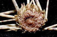 環棘深淵沙棱海膽藏品圖，第10張