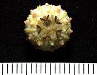 環棘深淵沙棱海膽藏品圖，第11張