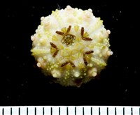 環棘深淵沙棱海膽藏品圖，第12張