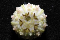 環棘深淵沙棱海膽藏品圖，第13張