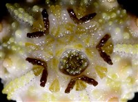 環棘深淵沙棱海膽藏品圖，第14張