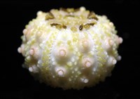 環棘深淵沙棱海膽藏品圖，第15張
