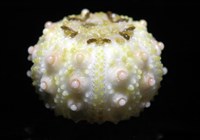 環棘深淵沙棱海膽藏品圖，第16張