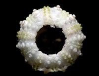 環棘深淵沙棱海膽藏品圖，第17張