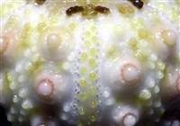 環棘深淵沙棱海膽藏品圖，第19張