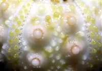 環棘深淵沙棱海膽藏品圖，第20張