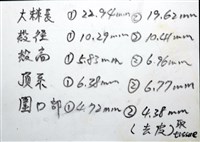 環棘深淵沙棱海膽藏品圖，第21張