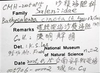 環棘深淵沙棱海膽藏品圖，第22張